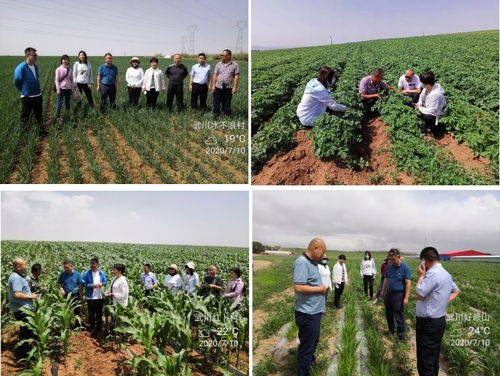 自治區(qū)農(nóng)業(yè)技術(shù)推廣站專(zhuān)家赴武川縣督導(dǎo)農(nóng)作物試驗(yàn)示范項(xiàng)目