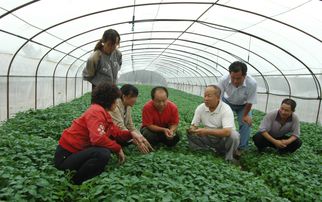 河曲縣 微型化馬鈴薯良種繁育引領(lǐng)山區(qū)農(nóng)業(yè)革命