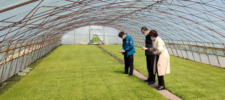 綏棱農(nóng)技“零距離” 服務(wù)下沉田間，科技賦能春耕